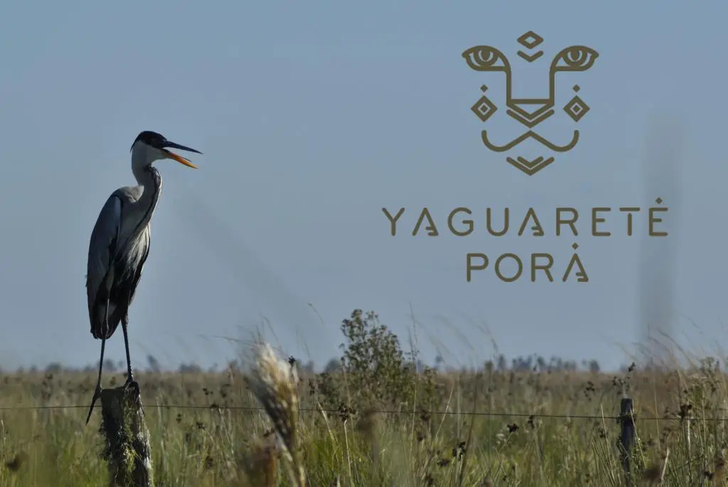 Yaguareté Porá