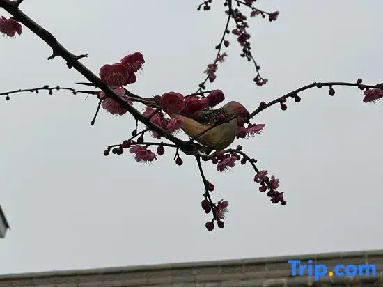 Ninghai  Qiantong Zhu Li Ya She Homestay guesthouse