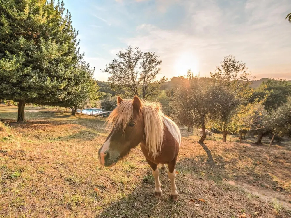 Farmhouse in Tuscany With Pool & Near Pisa