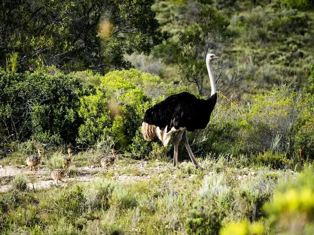 Garden Route Safari Camp