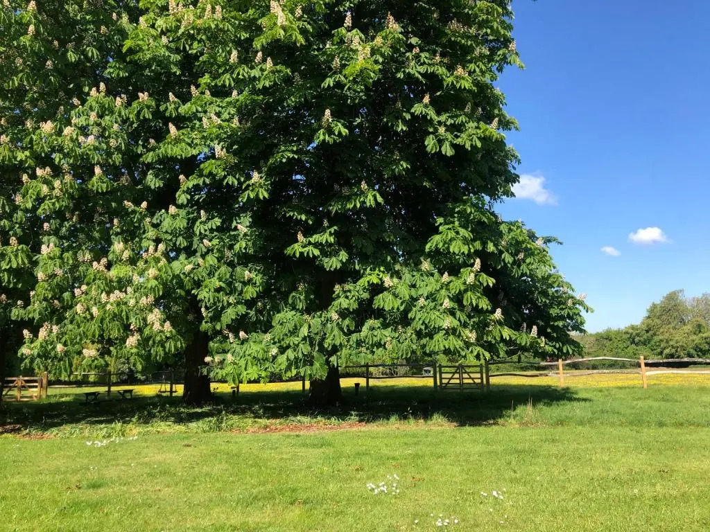 Ryefield Cottage - luxurious self-catered holiday cottage with a log burner