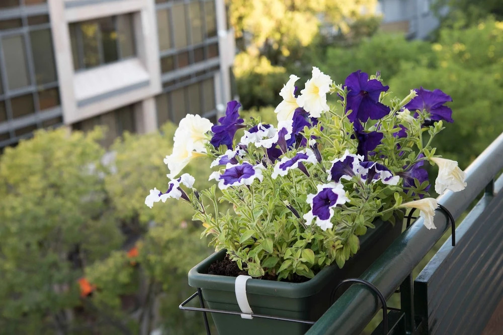 Flower Court - Guest House