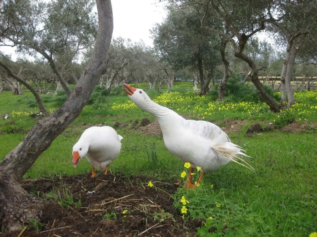 Lefkogia Farm