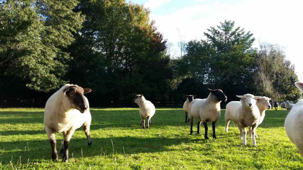 Woodbury Farm