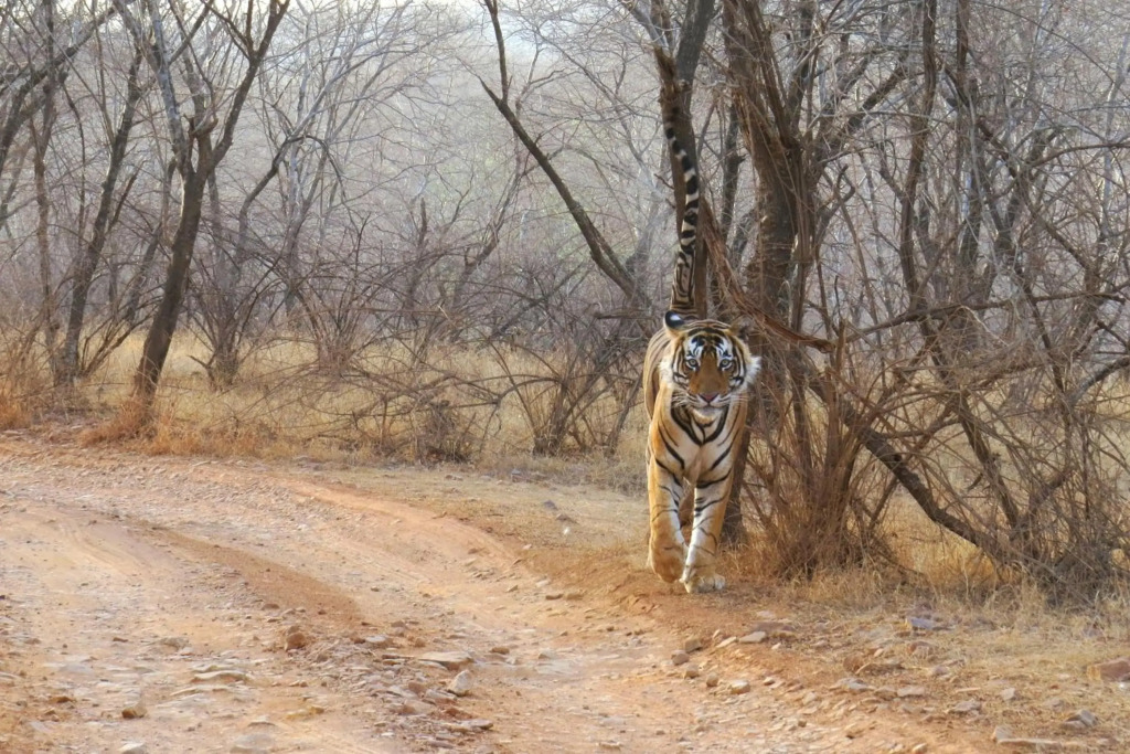 Treebo Trend Rajputana