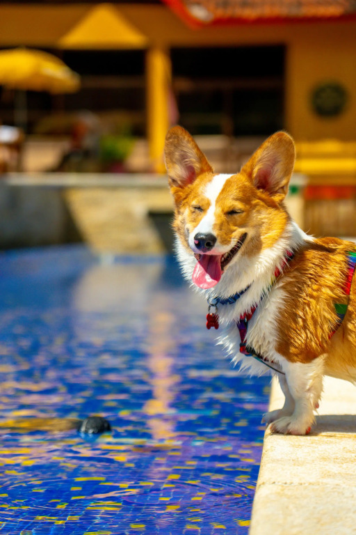 Surya-Pan Refúgio Hotel - Super Pet Friendly