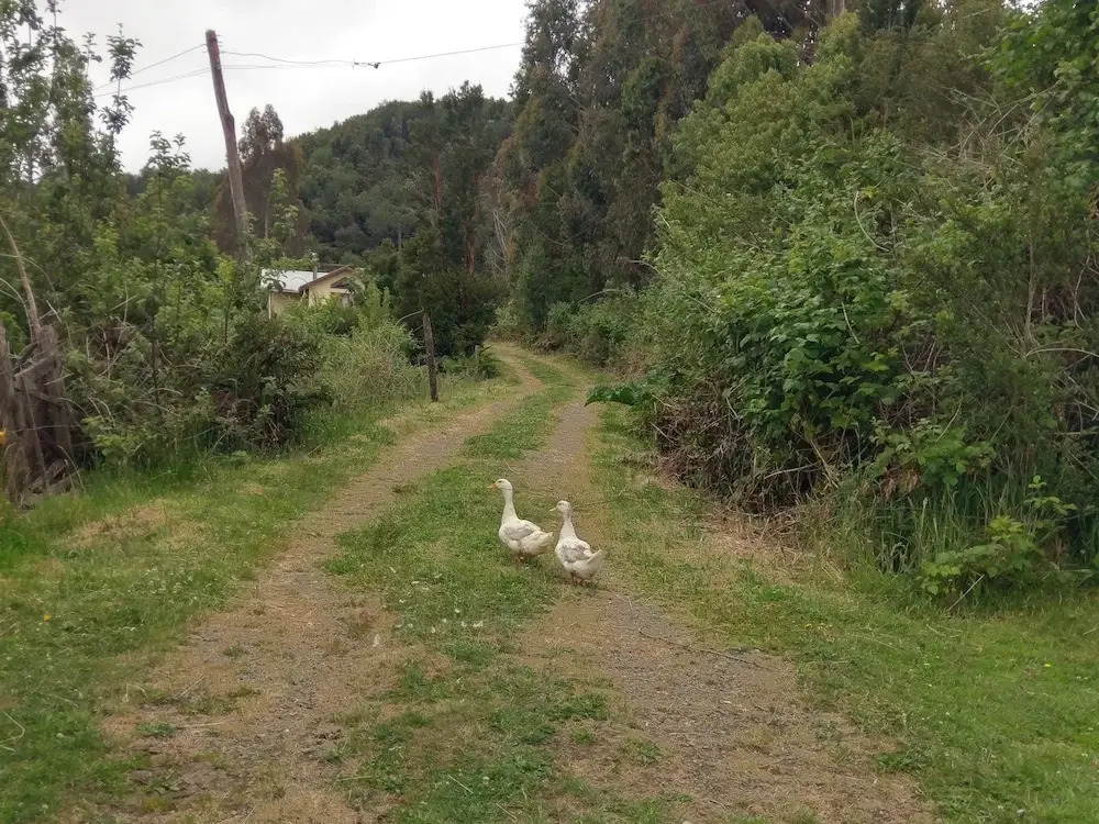 Ecoturismo Los Manzanos