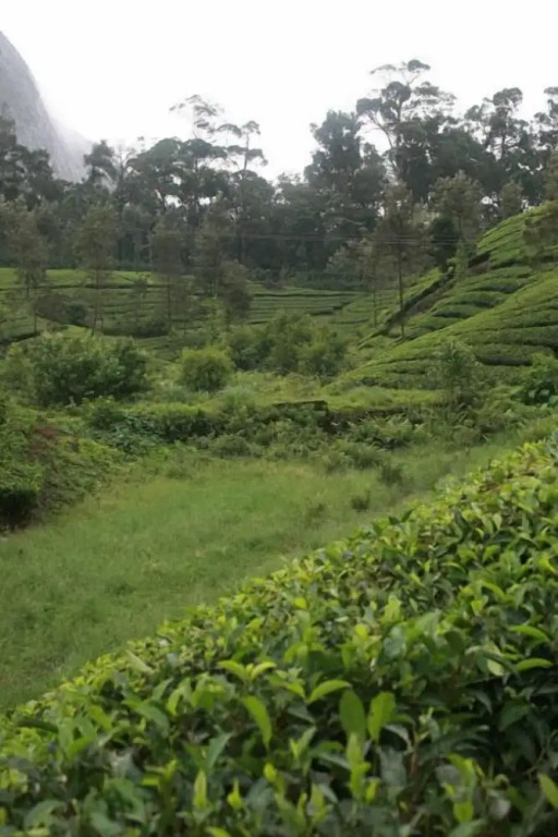 Wild Elephant Eco-Friendly Resort