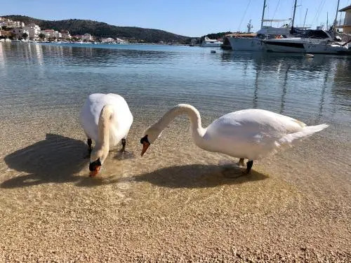 House Croatia 4 you