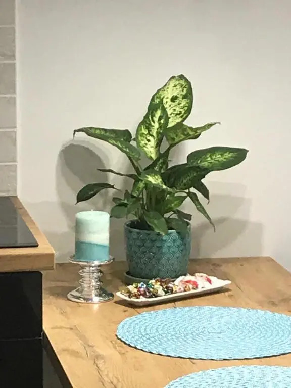 DbD Apartament Gray Turkus Studio