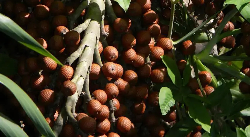 Pousada Recanto Verde
