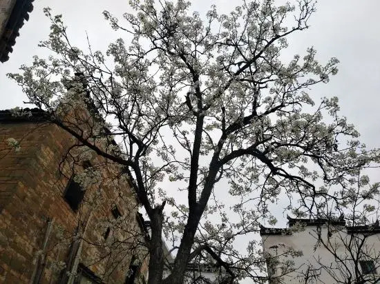 Jiangling flower village
