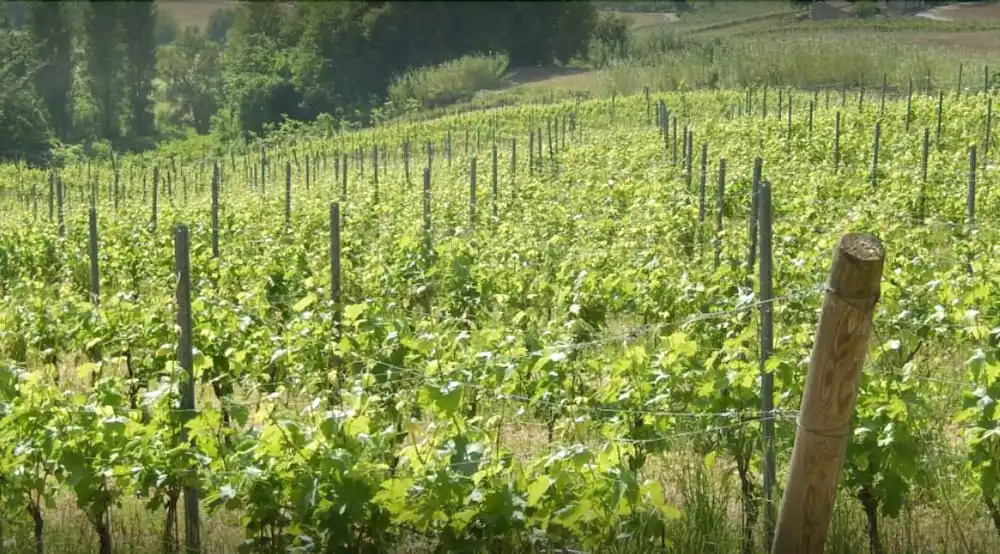 Vigna della Ripa