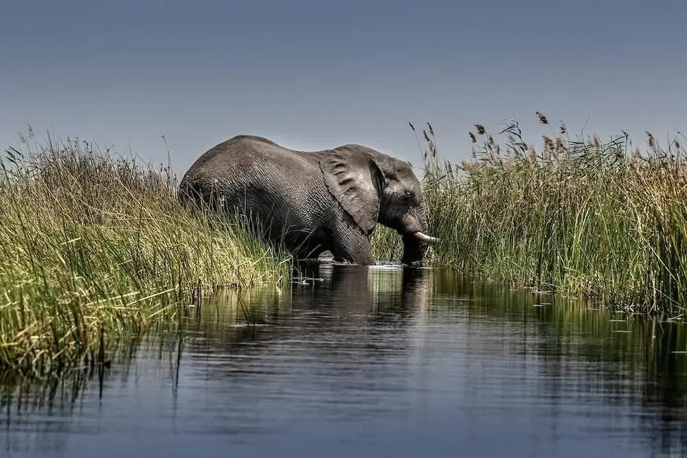 Khwai Mokoro Safaris and Campsites