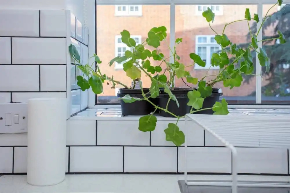 Sunny 2 Bedroom Flat in Islington