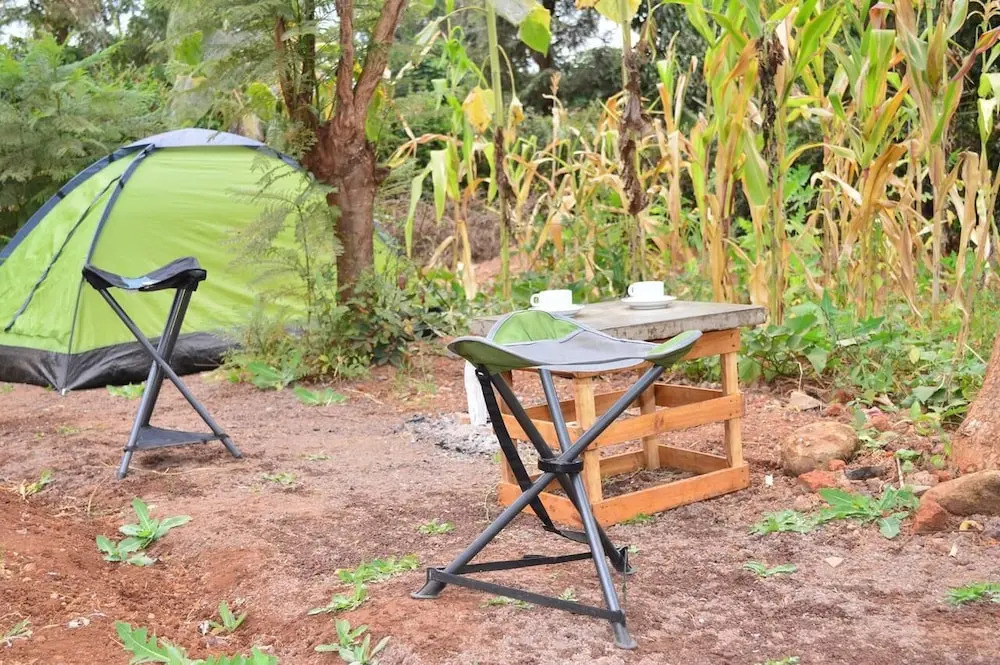African wagtail hostel