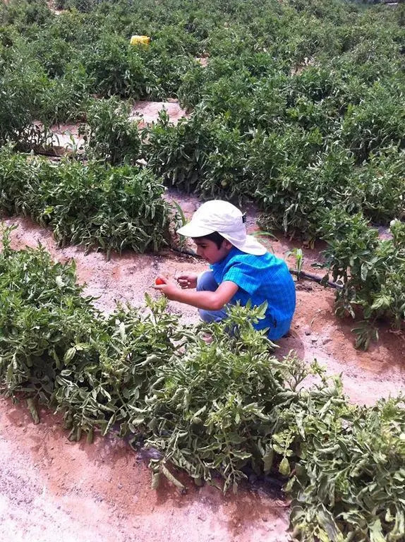 Habiba Organic Farm