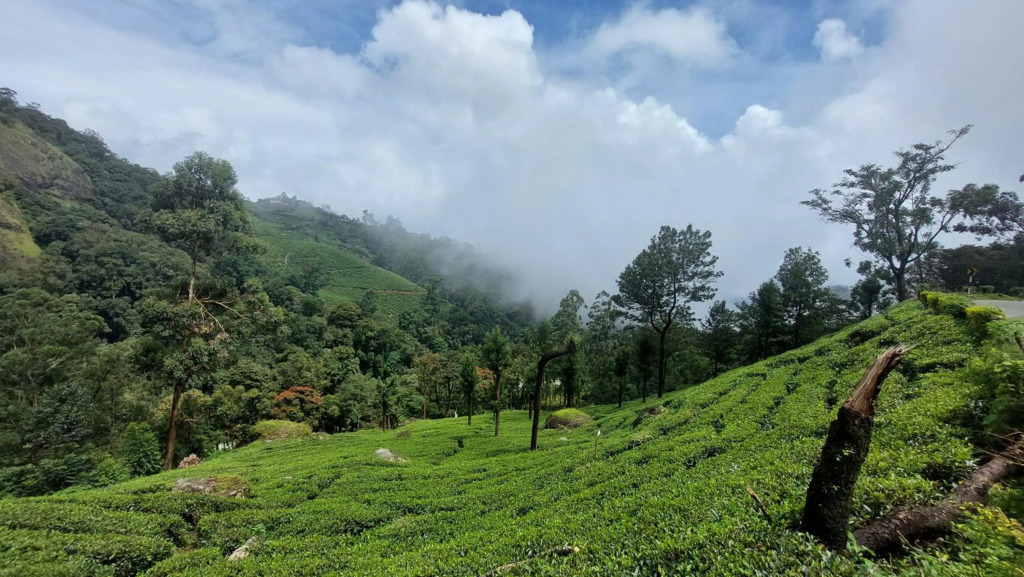 Haritha Homestay Munnar