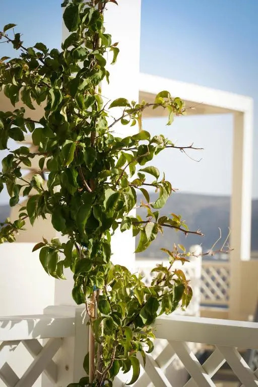 Traditional Chora House