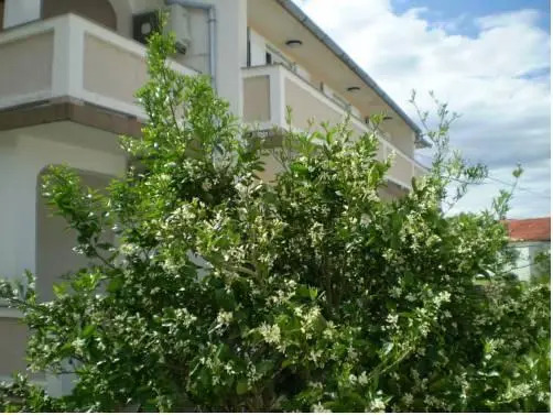 Apartments Villa Jagoda
