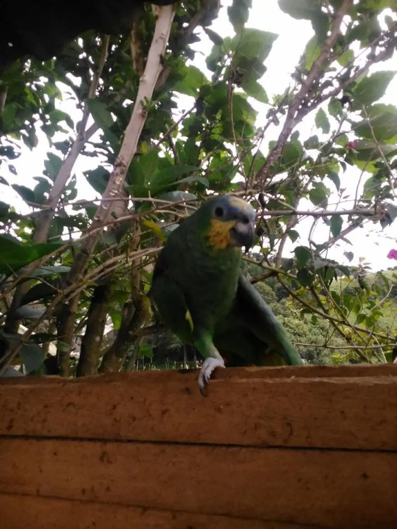 Las Orquídeas Runtun Lodge