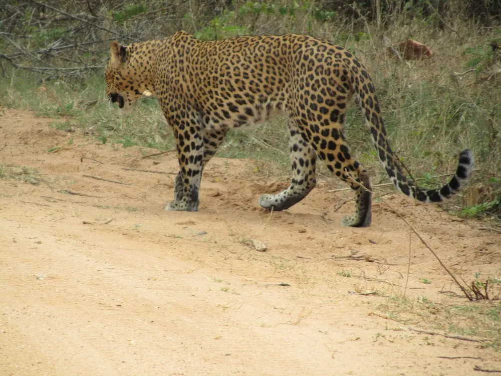 Yala Big Game Drive with Heina Eco Team