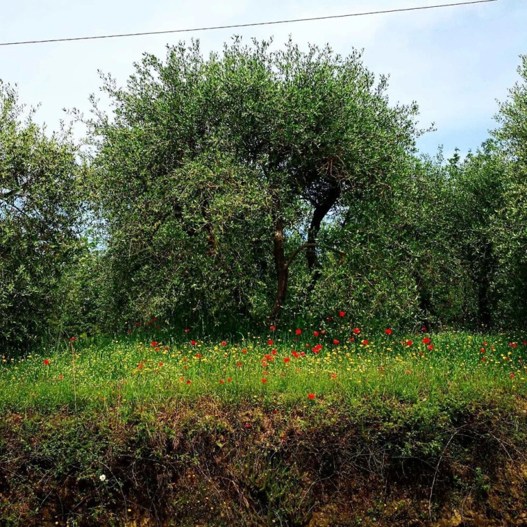 Giuggiolo34