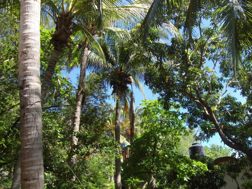 El Almendro