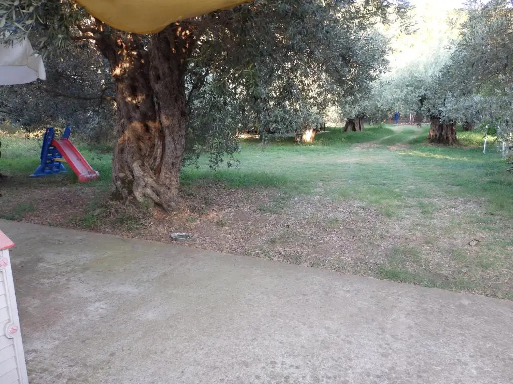 The Small House in the Olive Grove