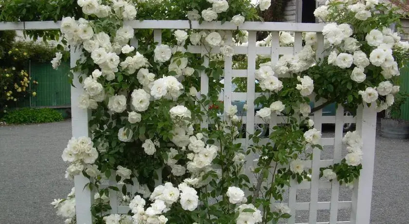 The Martinborough Connection