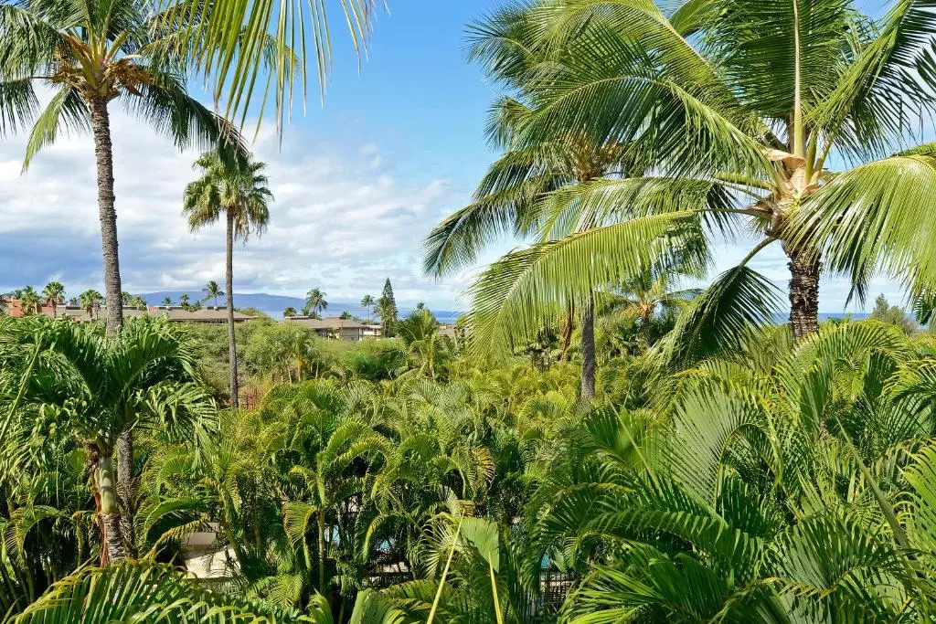 Maui Banyan T-305 - Ocean View Beach Condo for 10