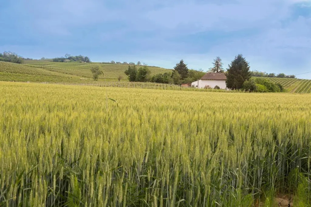 White Tail Organic Farm