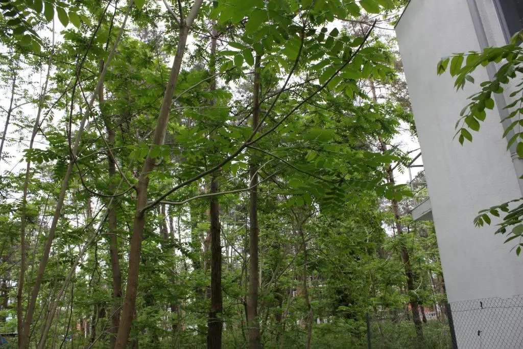 Shekvetili Green House