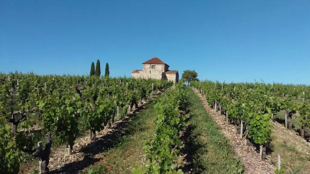 Au cœur des vignobles
