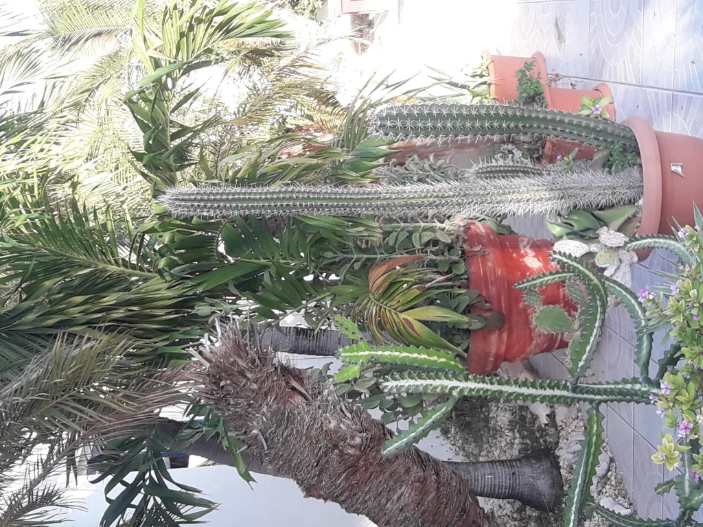 Palmitas Hostel with tropical garden & pool