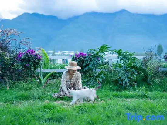 See the green mountains again