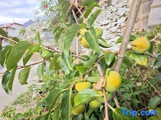 Heisha Zangmi Homestay (Zhonglu Tibetan Village)