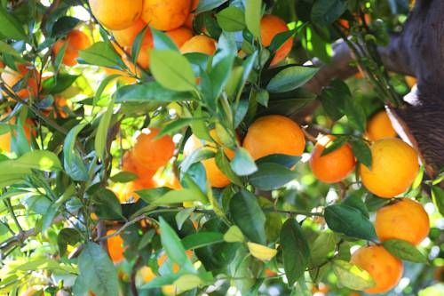 Finca Cas Curial