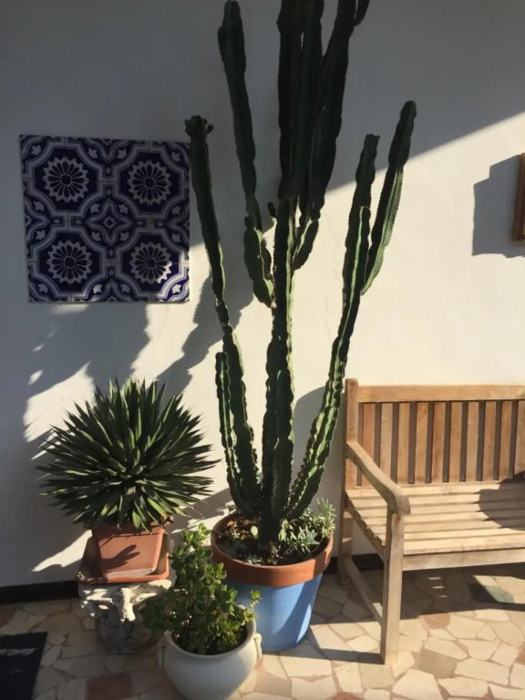 B&B La Villa Mediterranea
