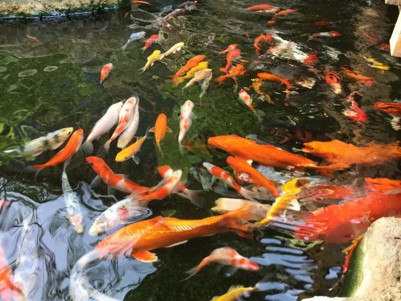 Ban Thai Guesthouse