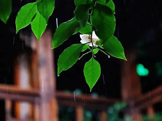 Zi Teng Yuan Inn