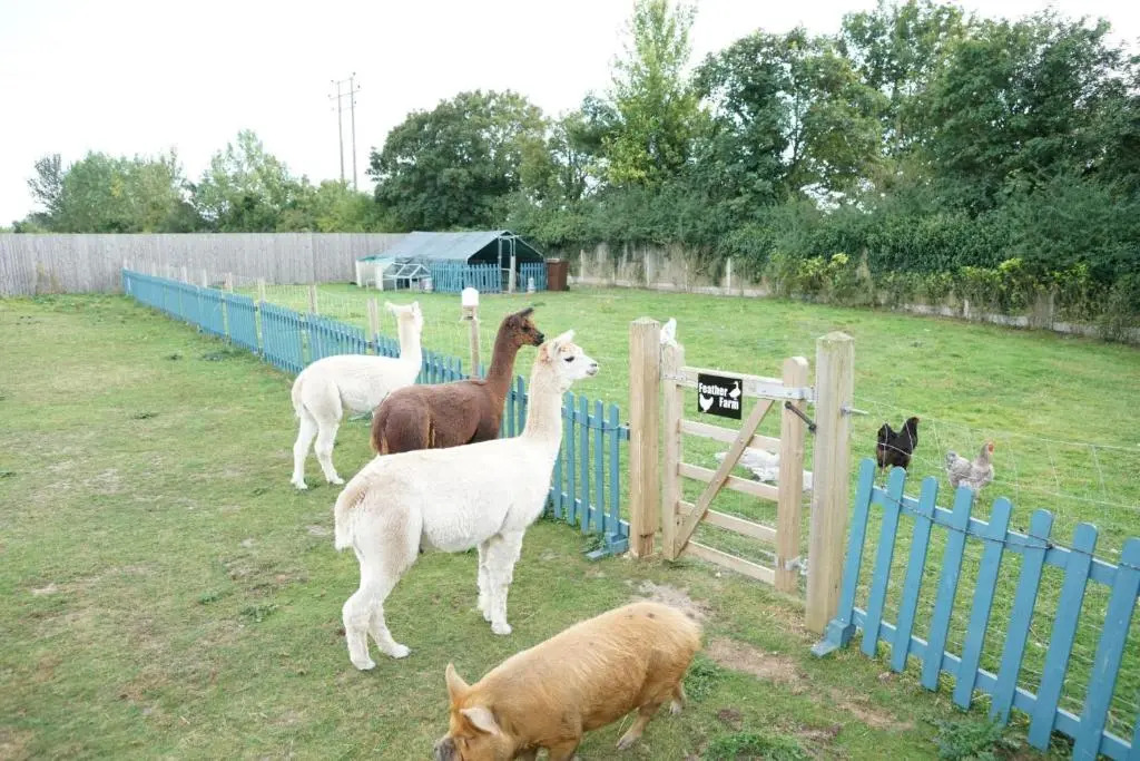 The Piggery Pod