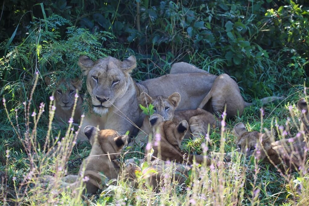Mopani Safari Lodge
