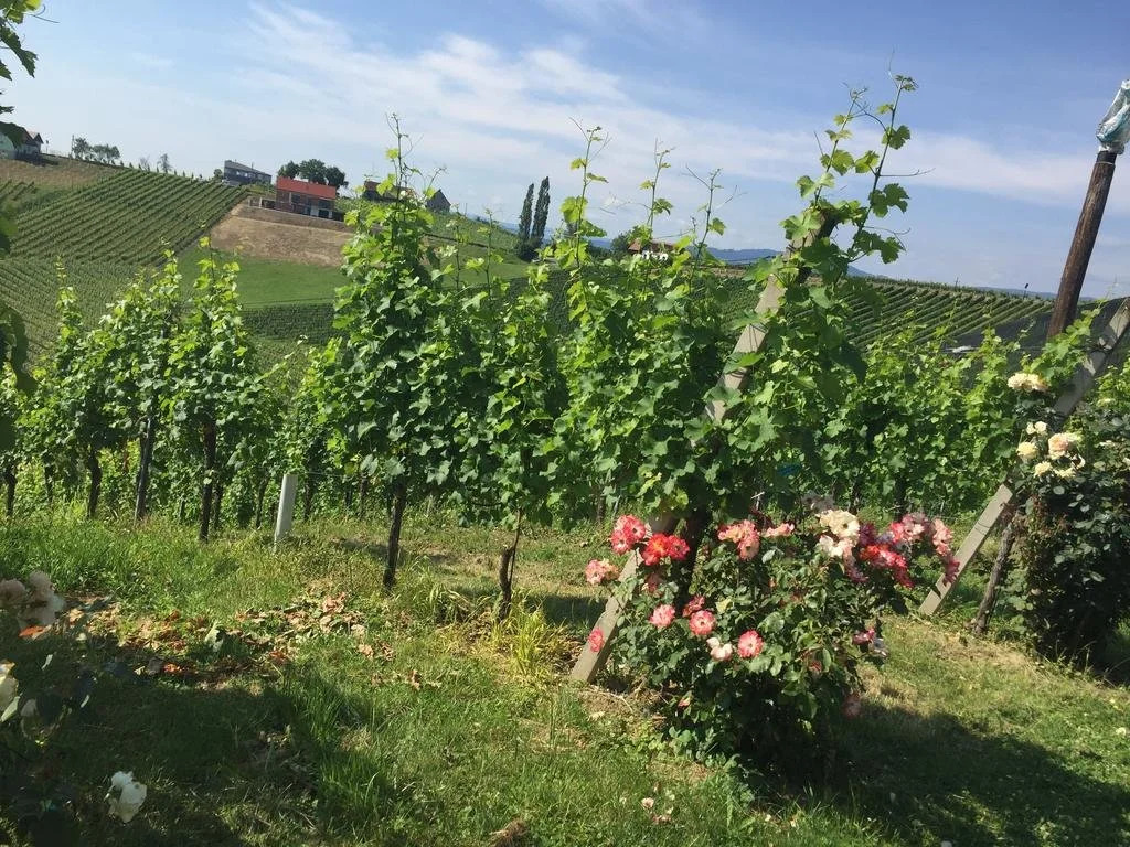 Zweytick Gästezimmer Weingut