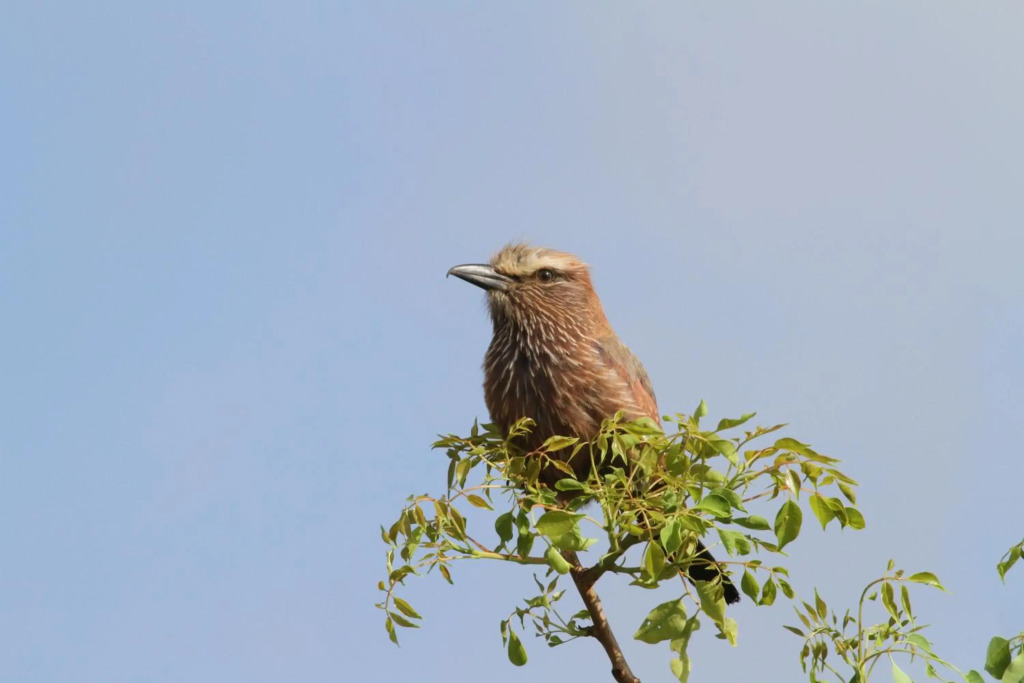 Treetops vakantiehuis bij Krugerpark