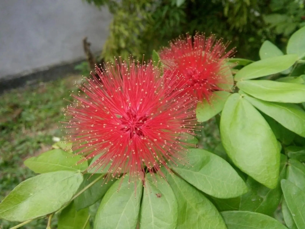 Bentota Orchid House