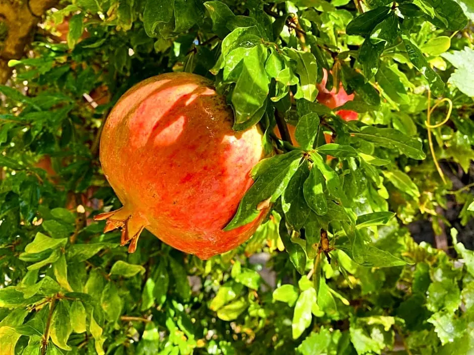 Suleymans Garden