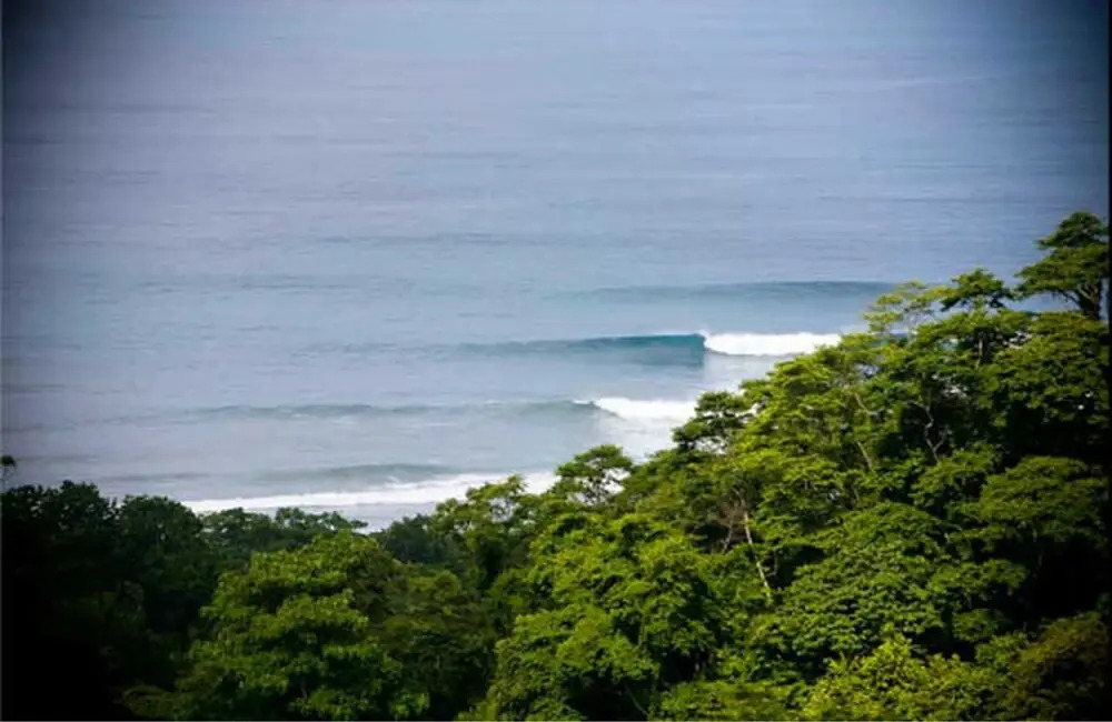 Freedom Jungle
