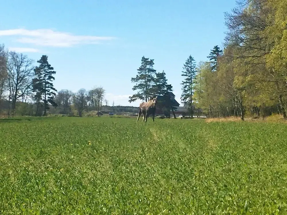 6 Person Holiday Home in Lidkoping-by Traum