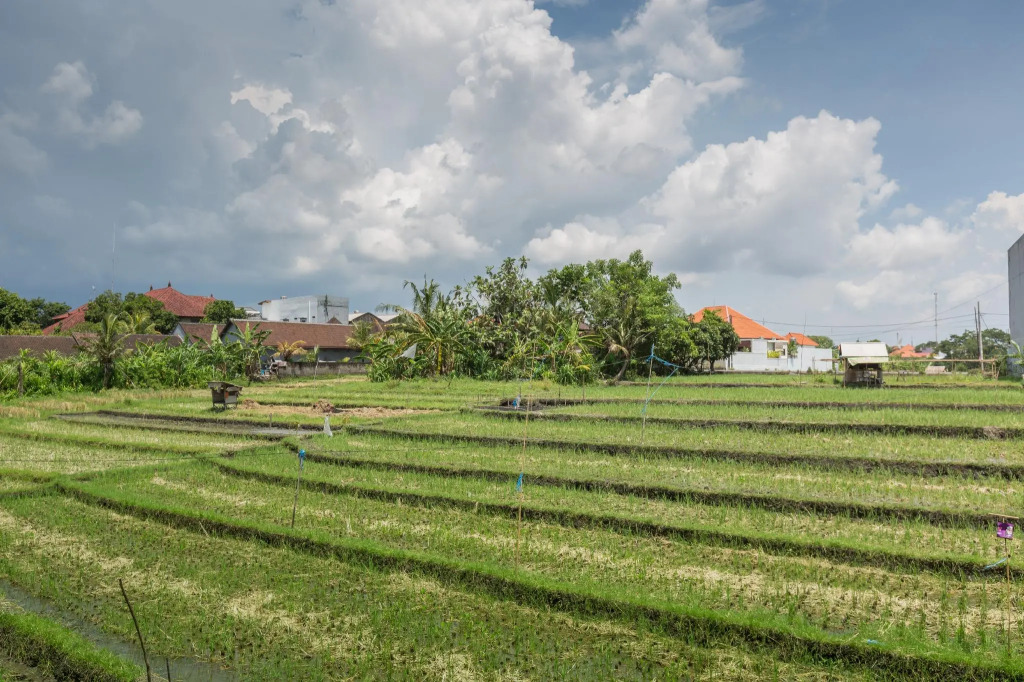 Bali Easy Living Canggu